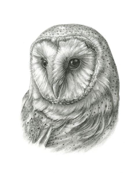 Barn Owl -- ORIGINAL FRAMED Drawing | Barn owl drawing, Owls drawing ...