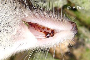 Catalogue of Organisms: Meet the Shrews (Taxon of the Week: Soricidae)