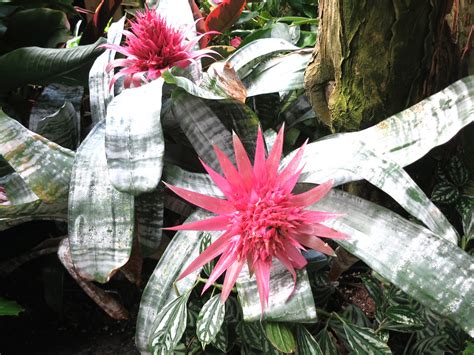 Tropical flowers at Bloedel Conservatory | Ruth Hartnup | Flickr