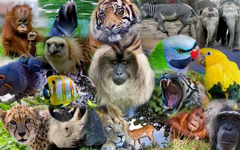 Animal Collage Wallpapers - Wallpaper Cave