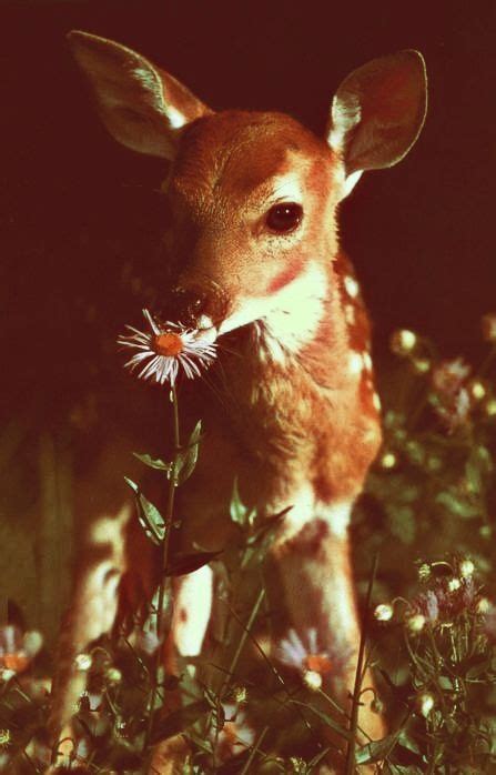 Doe a deer, a female deer. | Cute animals, Animals, Animals wild