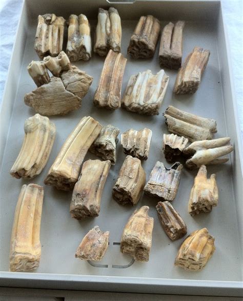 Fossil Bison Steppe Wisent Teeth (25pc) - Catawiki