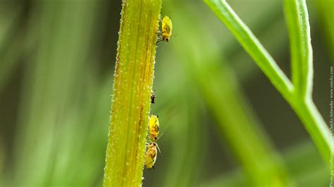 Baby Insects - Photography