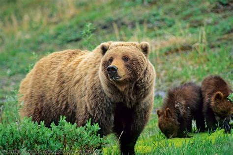 Sow grizzly bear and spring cubs on the green summer tundra in Denali ...