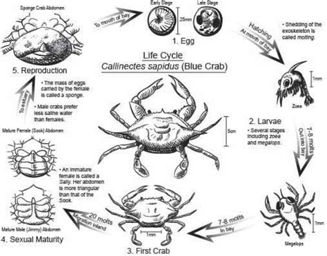 JUVENILE BLUE CRAB (CALLINECTES SAPIDUS) SURVIVAL IN SIMULATED SEAGRASS HABITATS (ZOSTERA MARINA ...