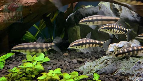 Dwarf Chain Loach (Snail Eater) | Fluvico