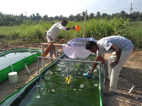 SPIRULINA PROJECT | Kovai Agro Farms