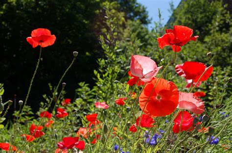 8 Types of Poppies You Should Know About