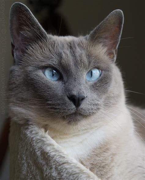 Did You Know Siamese Cats' Eyes Explain Why the Sky Is Blue? - Catster