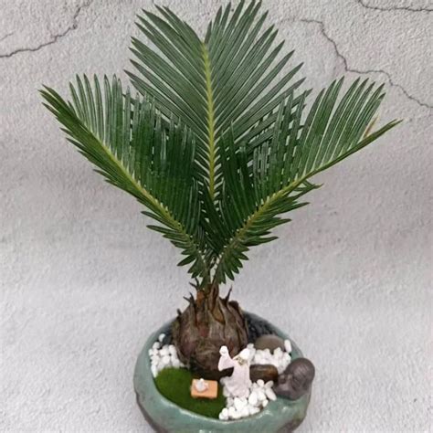 Wholesale Bonsai Cycas Revoluta Single Trunk Grower Foundation Green ...