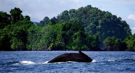 Bahía Solano: todo lo que debes saber antes de viajar