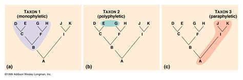 bio(vol.11) klasyfikacja organizmów Diagram | Quizlet