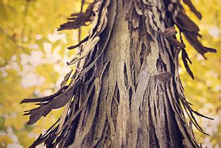 BARK | Free high-resolution pictures you can use on your per… | Flickr