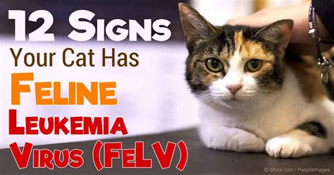 Feline Leukemia Virus: Signs, Causes and Treatment