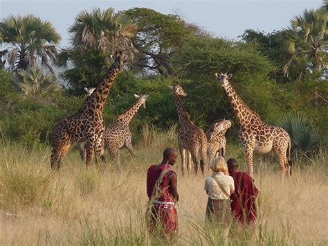 » Walking Safaris in Arusha