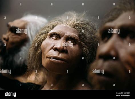 Homo neanderthalensis art hi-res stock photography and images - Alamy