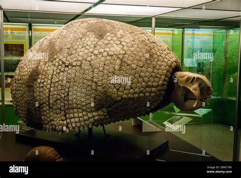 Glyptodon hi-res stock photography and images - Alamy