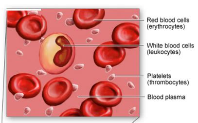 Blood cells - structure and functions - Biology Notes for IGCSE 2014