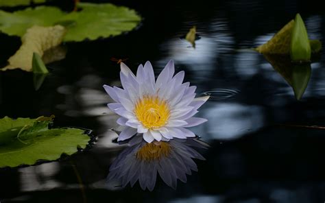 Download wallpaper 3840x2400 lotus, flower, pond, water 4k ultra hd 16: ...