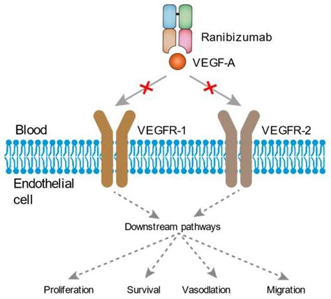 Sechs Probe niederreissen ranibizumab mechanism of action Monitor George Eliot Haufen von