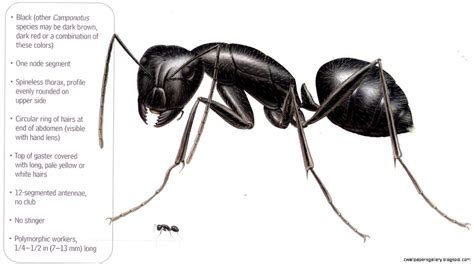 Black Ants Vs Carpenter Ants | Wallpapers Gallery