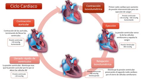 Fisiología Básica: Ciclo Cardiaco