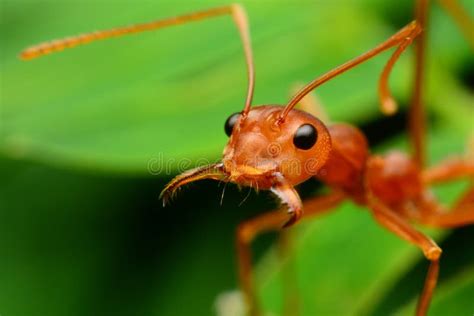 Red ant open his mouth stock image. Image of green, oriental - 63925867