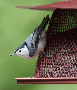 Backyard Birds Love Black Oil Sunflower Seeds - Birds and Blooms