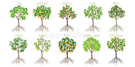 Set of Fruit Trees with Roots on a White Background. Stock Vector - Illustration of foliage ...