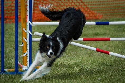 The A to Z of Dog Agility Training - Top Tips on How to Get Started - K9 Web