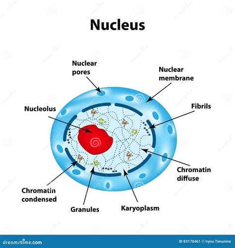 The Structure of the Human Cell Nucleus. Infographics Stock Vector ...