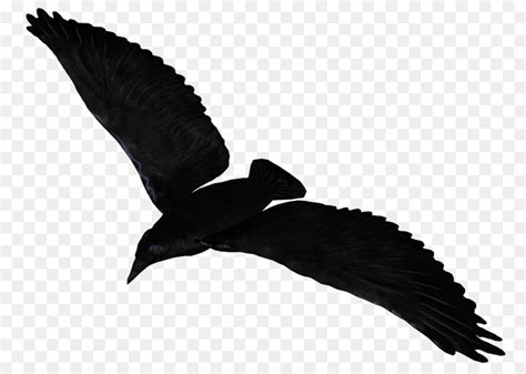 Transparent Flying Crow Silhouette - Download transparent crow silhouette png for free on pngkey ...