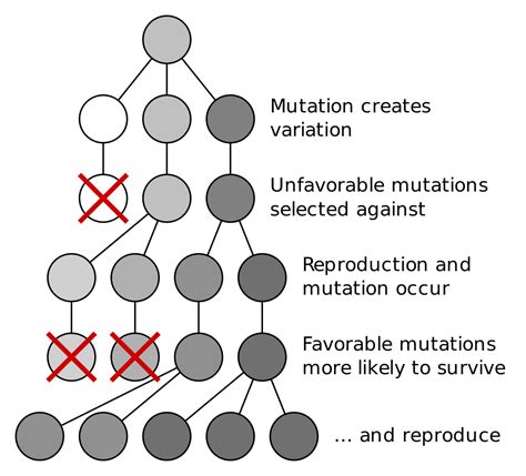 Future of Human Evolution | Biology | Visionlearning