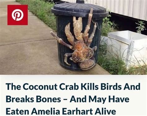 Amelia Earhart Coconut Crabs (meme) | Amelia Earhart Eaten By Coconut Crabs | Know Your Meme