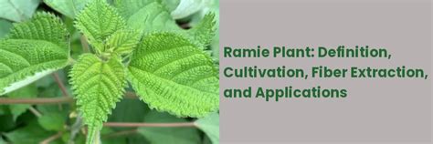 Ramie: Definition, Cultivation, Fiber Extraction, and Applications