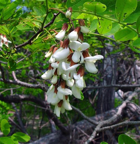 Robinia pseudoacacia (black locust): Go Botany