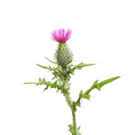 Creeping thistle Stock Photo by ©griffin024 30642589