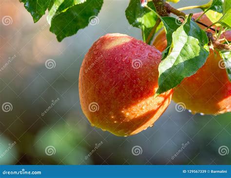 Harvesting Apples in Garden, Autumn Harvest Season in Fruit Orchards ...