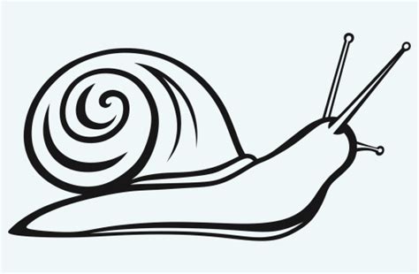 Picture Snail Black And White Clipart - ClipArt Best