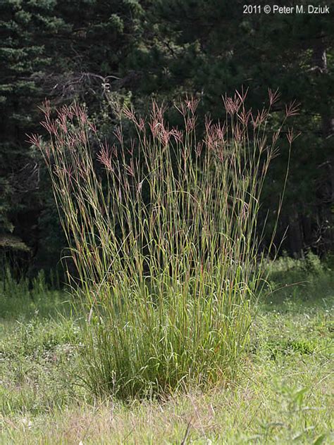 Andropogon gerardii (Big Bluestem): Minnesota Wildflowers