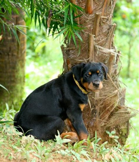 Rottweiler Breed Standards - Images of German Rottweilers