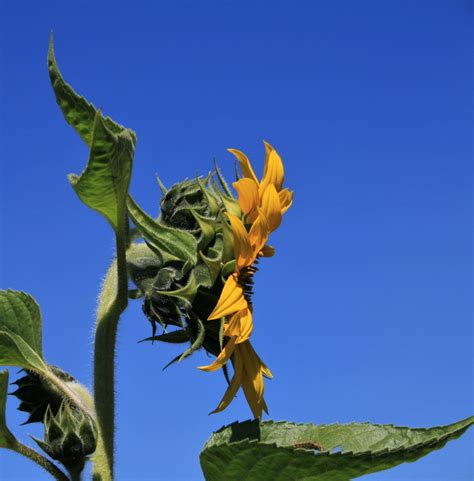 Side View Of Sunflower Free Stock Photo - Public Domain Pictures