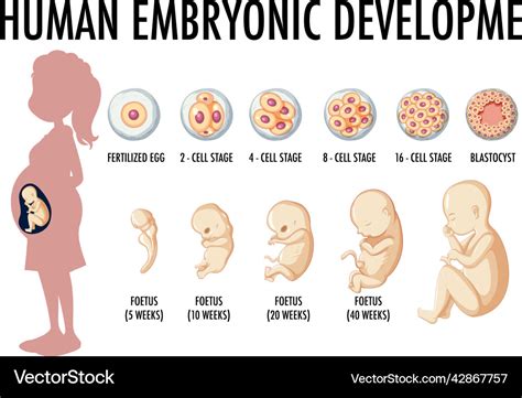 Human Embryonic Development