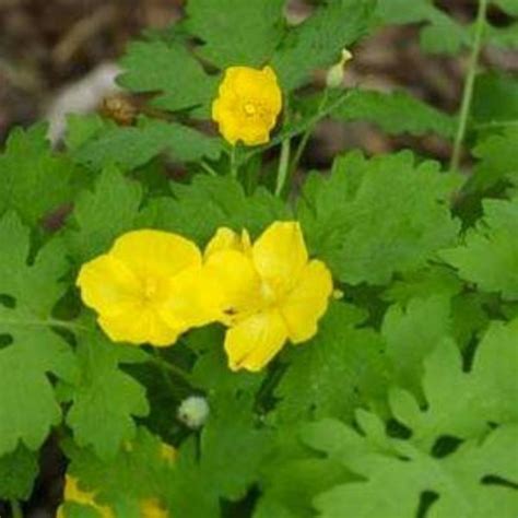 Celandine Poppy | Plants, Herbaceous perennials, Organic compost