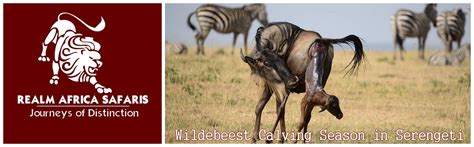 Wildebeest Calving Season in Serengeti - Realm Africa Safaris™