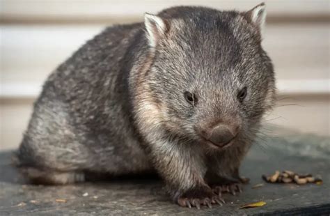 What Do Wombats Eat? (Let's find out!)