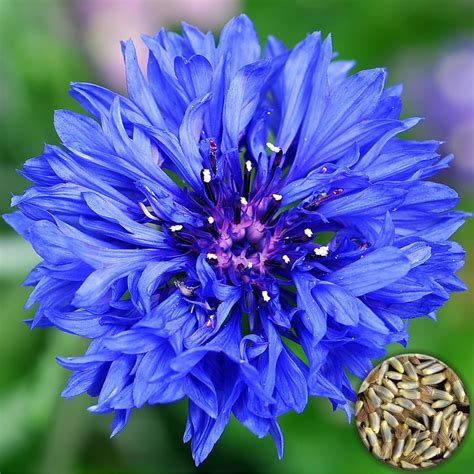 50 Bouquet Blue Cornflower Seeds - Welldales