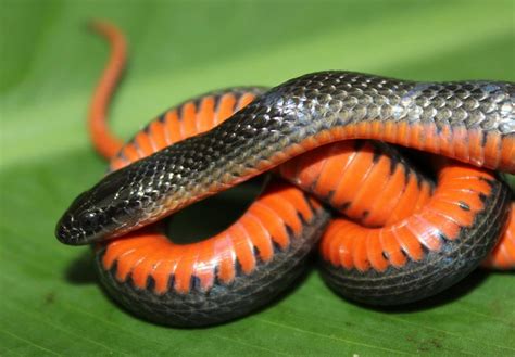 Rainbow Snake – Florida Snake ID Guide