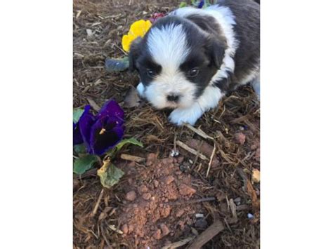 A fluffy adorable Malshi Puppy Oklahoma City - Puppies for Sale Near Me