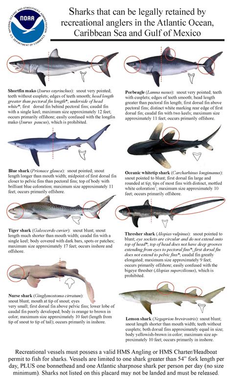 Do you know a #porbeagle from a #smoothhound? #sharkpups! Parents & # ...